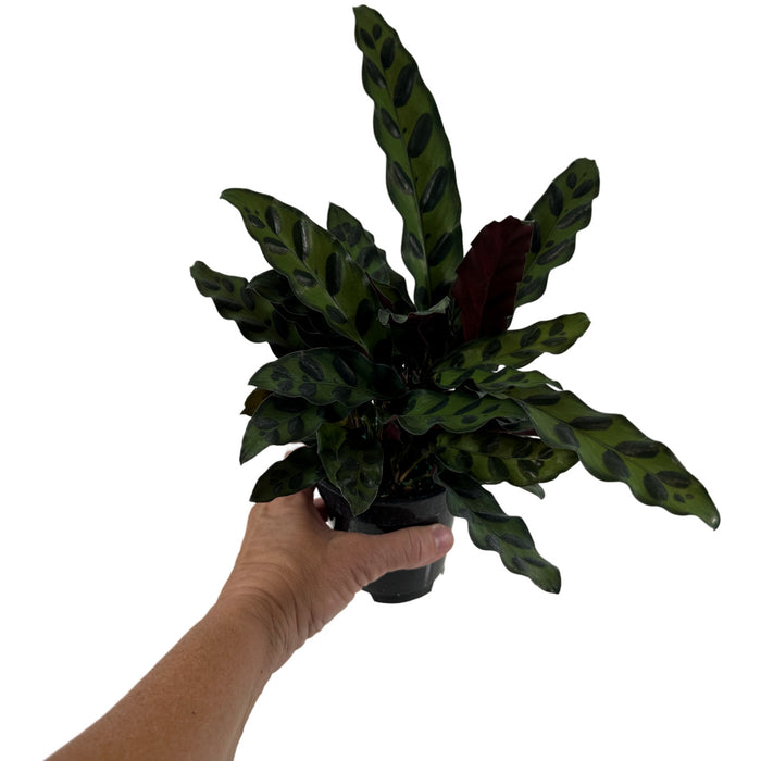 Calathea Lancifolia "Rattlesnake Plant" Starter Plant or 4" Grower Pot