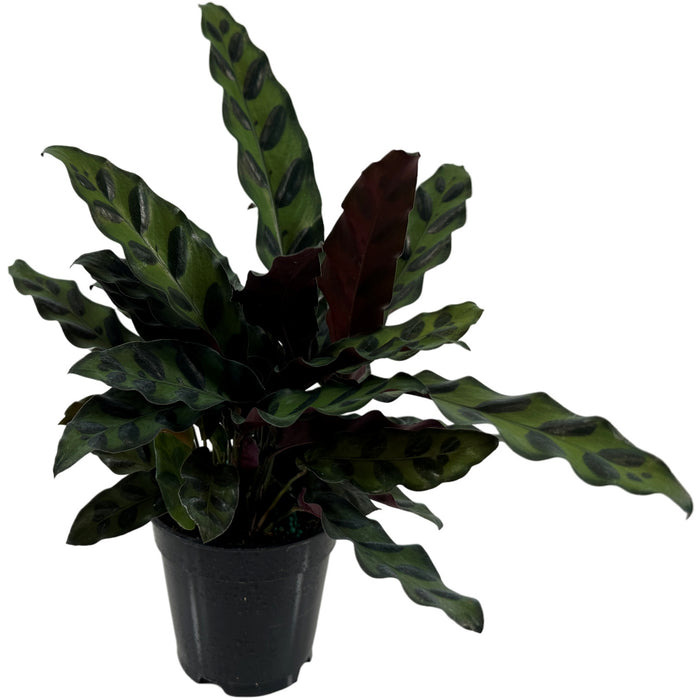 Calathea Lancifolia "Rattlesnake Plant" Starter Plant or 4" Grower Pot