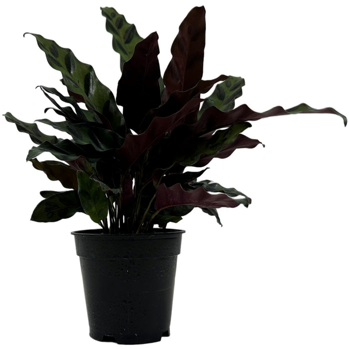 Calathea Lancifolia "Rattlesnake Plant" Starter Plant or 4" Grower Pot
