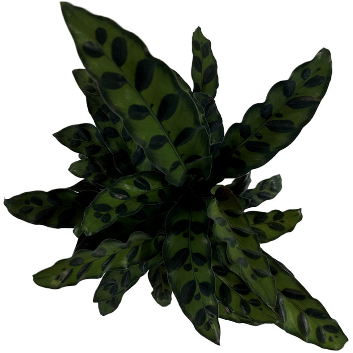 Calathea Lancifolia "Rattlesnake Plant" Starter Plant or 4" Grower Pot