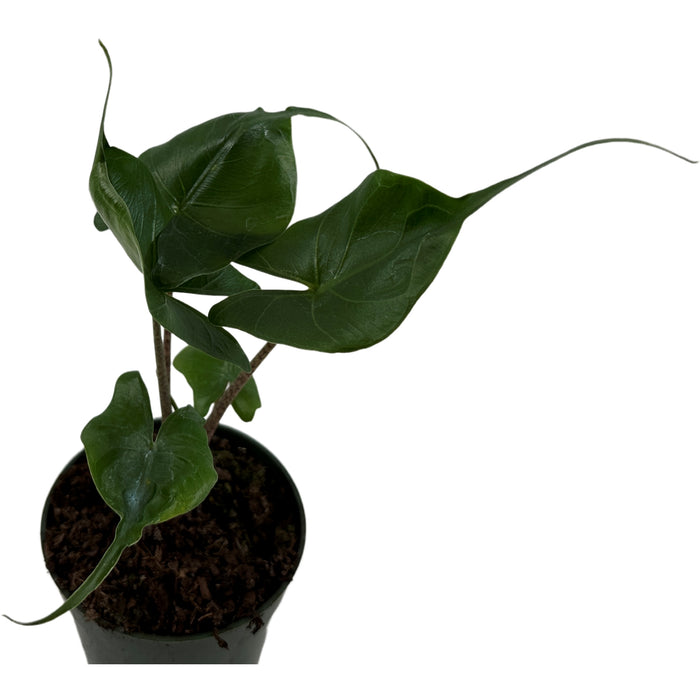Alocasia Stingray-Starter Plant/4" Grower Pot