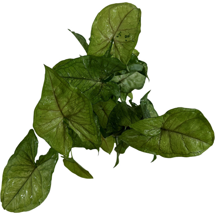Syngonium Bright Allusion Starter Plant or 4" Grower Pot