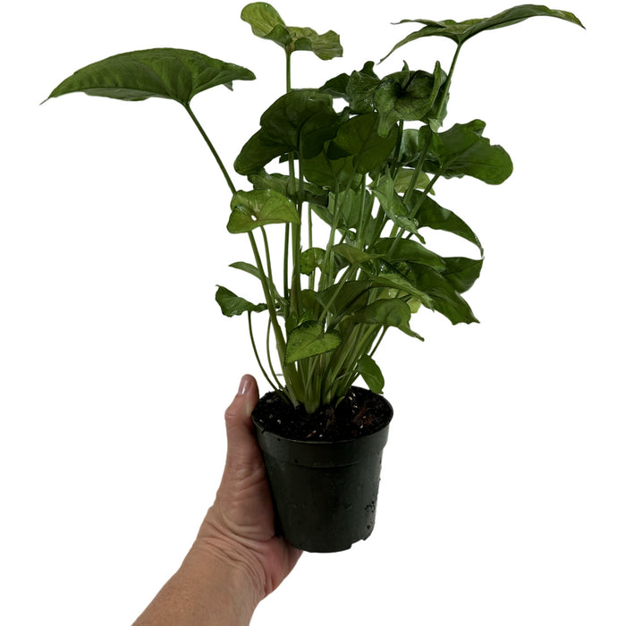Syngonium Bright Allusion Starter Plant or 4" Grower Pot