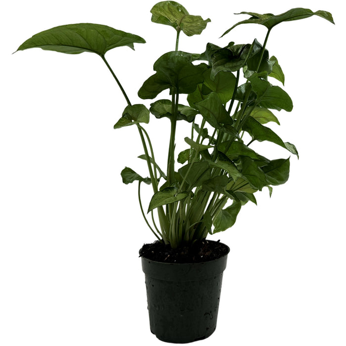 Syngonium Bright Allusion Starter Plant or 4" Grower Pot
