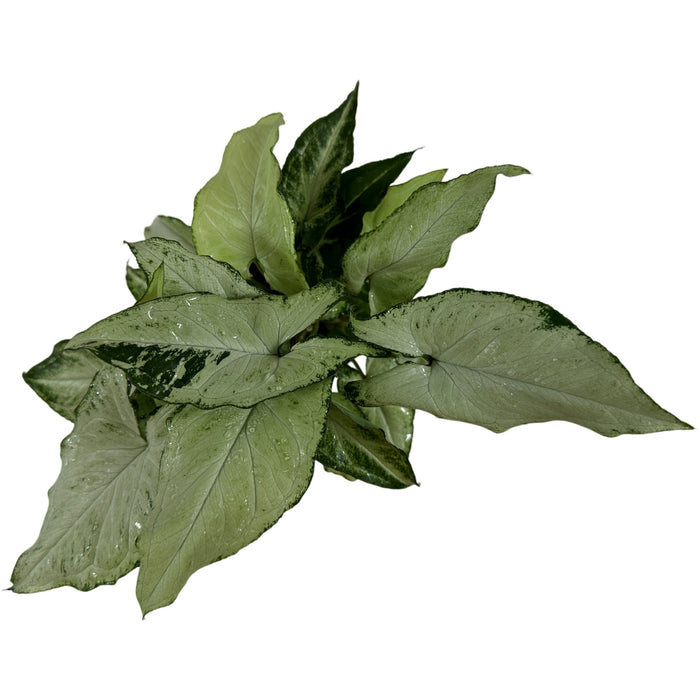 Syngonium Holly M Starter Plant or 4" Grower Pot