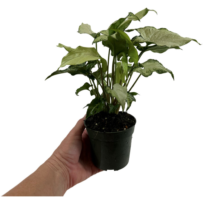 Syngonium Holly M Starter Plant or 4" Grower Pot