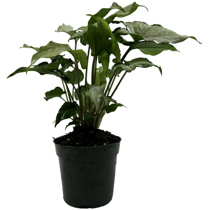 Syngonium Holly M Starter Plant or 4" Grower Pot