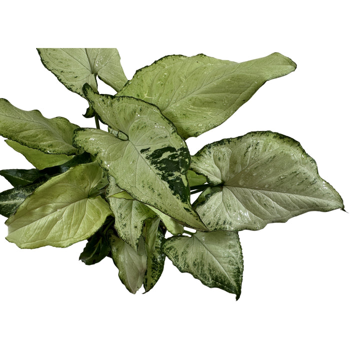 Syngonium Holly M Starter Plant or 4" Grower Pot