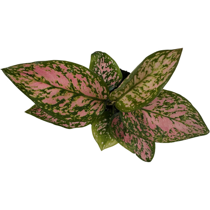 Aglaonema Lady Valentine Starter Plant/4" Grower Pot