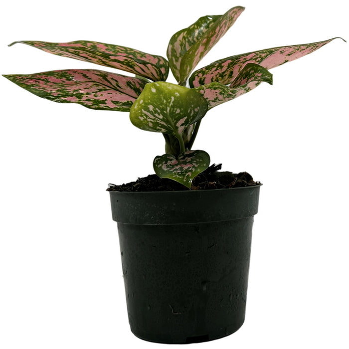 Aglaonema Lady Valentine Starter Plant/4" Grower Pot
