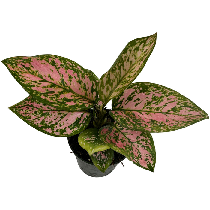 Aglaonema Lady Valentine Starter Plant/4" Grower Pot