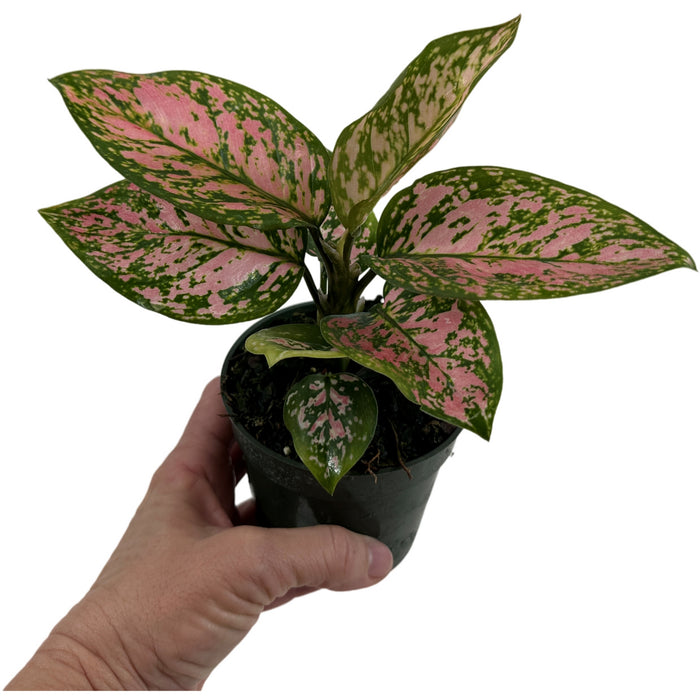 Aglaonema Lady Valentine Starter Plant/4" Grower Pot