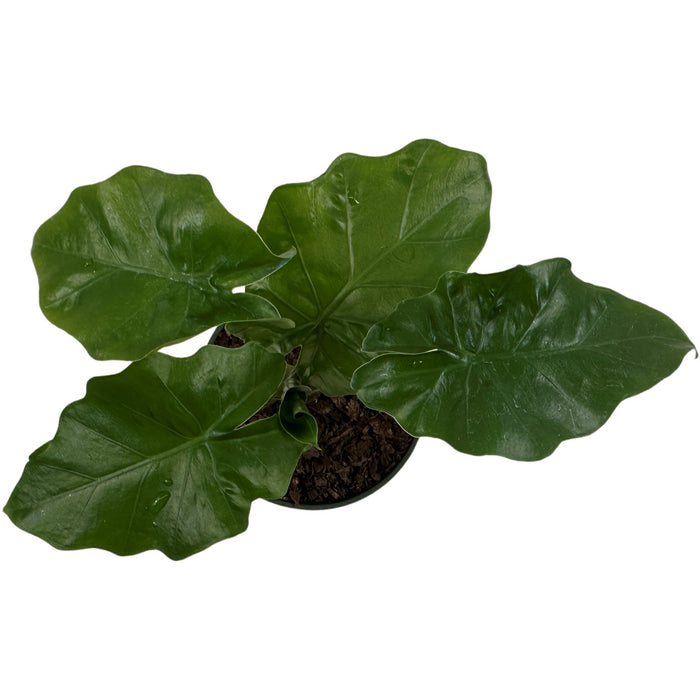 Alocasia Low Rider-Starter Plant or 4" Grower Pot