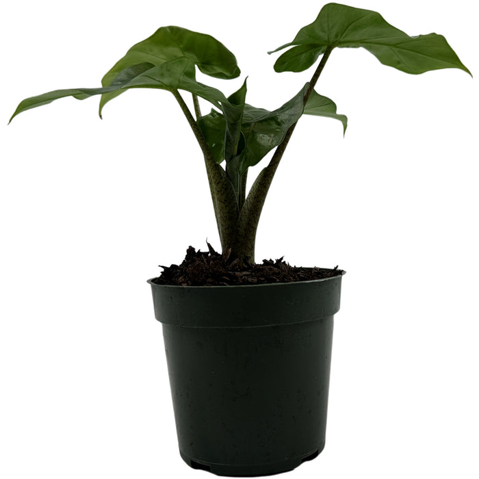 Alocasia Low Rider-Starter Plant or 4" Grower Pot