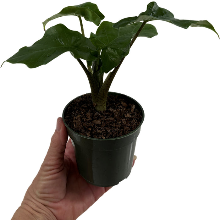 Alocasia Low Rider-Starter Plant or 4" Grower Pot