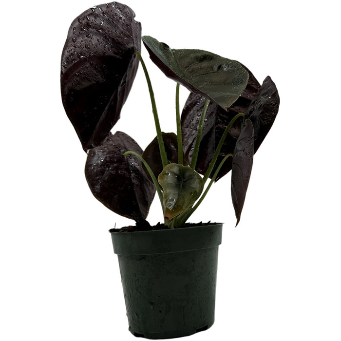 Alocasia Cuprea Red Secret- Starter Plant/4" Grower Pot