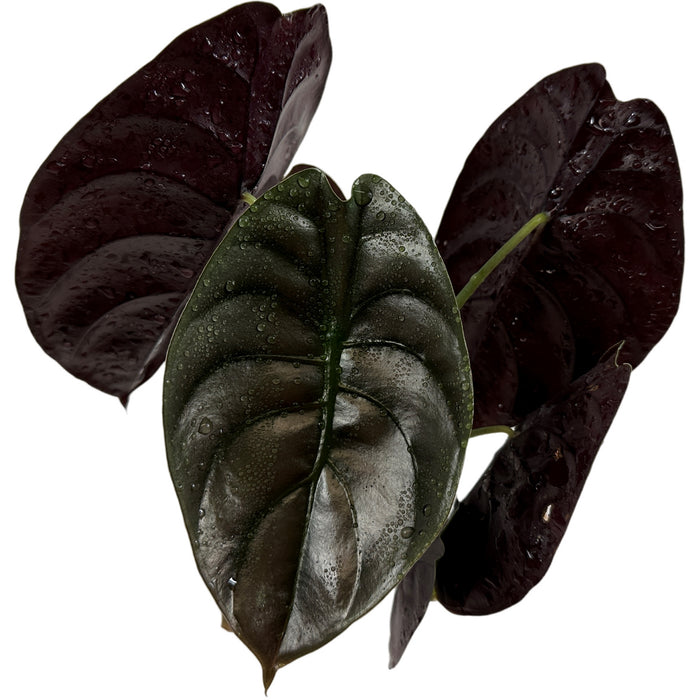 Alocasia Cuprea Red Secret- Starter Plant/4" Grower Pot