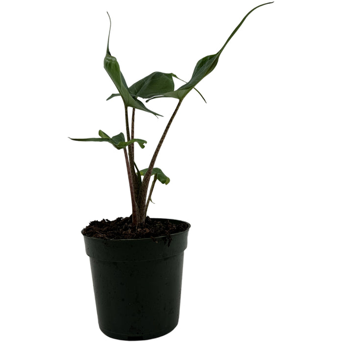 Alocasia Stingray-Starter Plant/4" Grower Pot