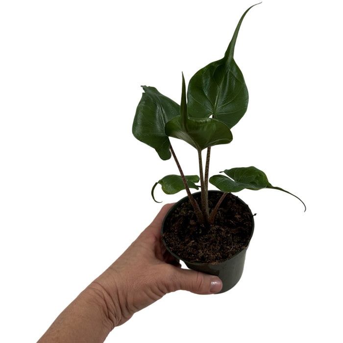 Alocasia Stingray-Starter Plant/4" Grower Pot