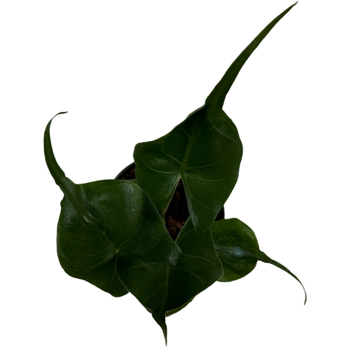 Alocasia Stingray-Starter Plant/4" Grower Pot