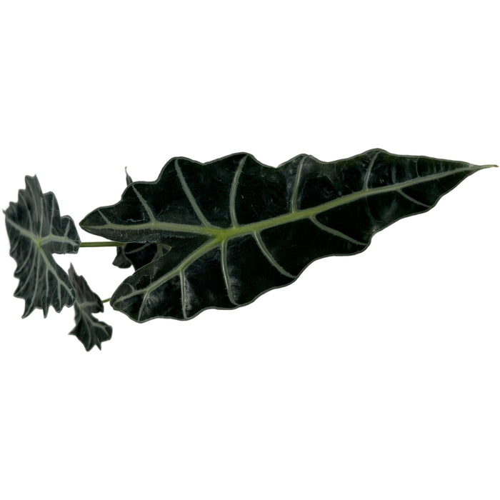 Alocasia Polly Starter Plant or 4" Grower Pot