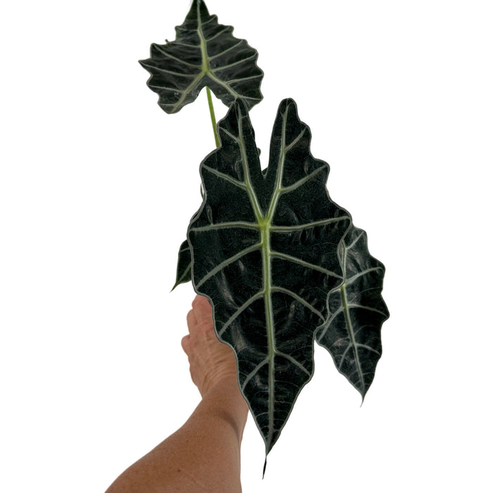 Alocasia Polly Starter Plant or 4" Grower Pot