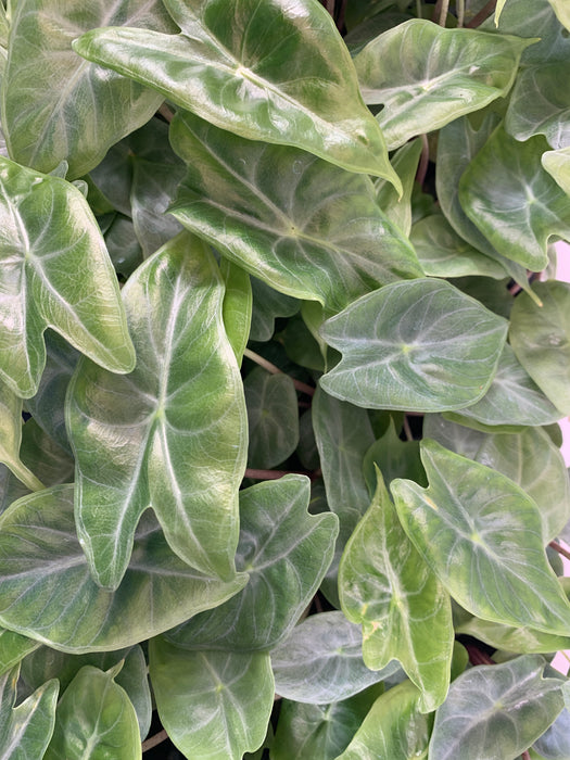 Alocasia Ivory Coast-Starter Plant/4" Grower Pot