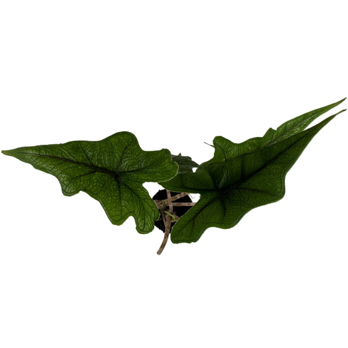 Alocasia Jacklyn Starter Plant/4" Grower Pot