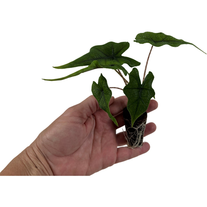 Alocasia Jacklyn Starter Plant/4" Grower Pot