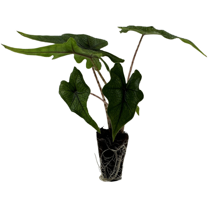 Alocasia Jacklyn Starter Plant/4" Grower Pot