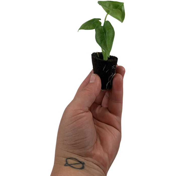 Alocasia Micholitziana Velvet Elvis Starter Plant