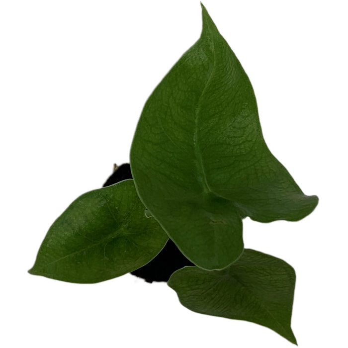 Alocasia Micholitziana Velvet Elvis Starter Plant