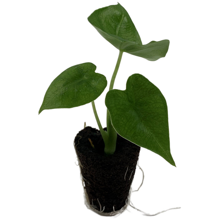 Alocasia Micholitziana Velvet Elvis Starter Plant