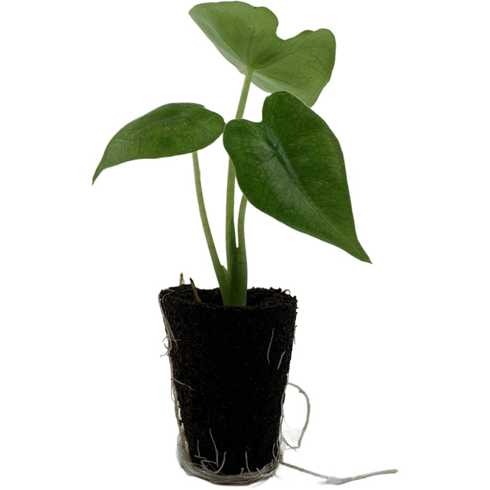 Alocasia Micholitziana Velvet Elvis Starter Plant