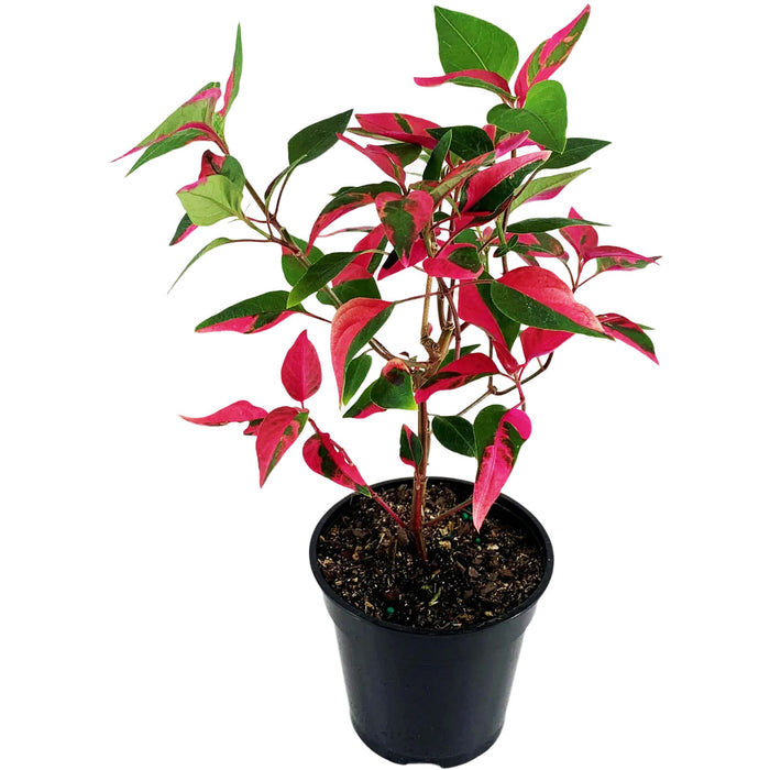 Alternanthera (Party Time)-Starter Plant/4" or 6" Grower Pot