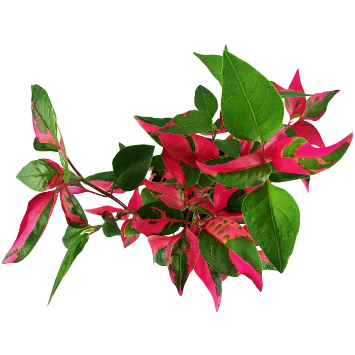 Alternanthera (Party Time)-Starter Plant/4" or 6" Grower Pot