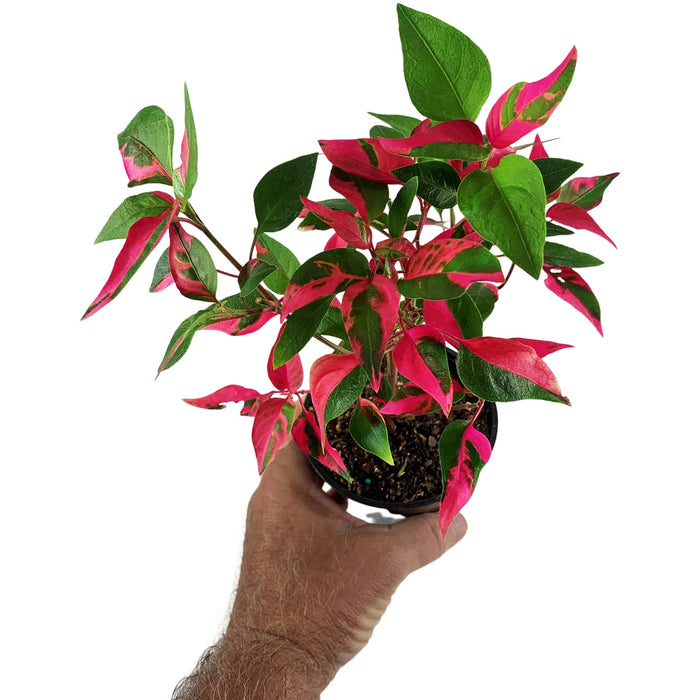 Alternanthera (Party Time)-Starter Plant/4" or 6" Grower Pot