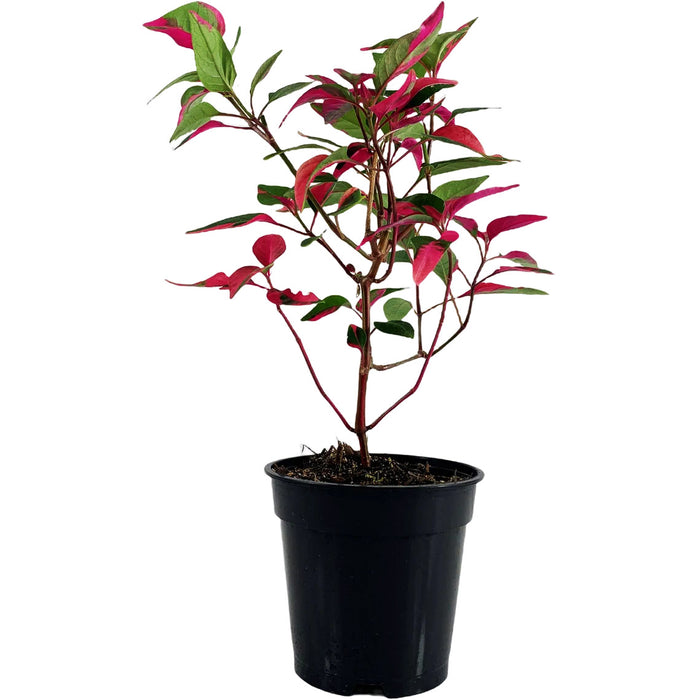 Alternanthera (Party Time)-Starter Plant/4" or 6" Grower Pot