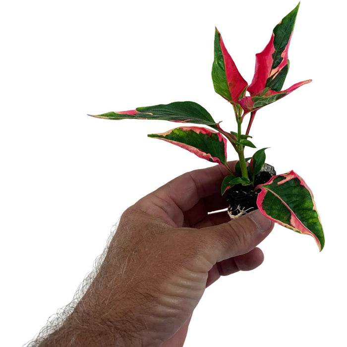 Alternanthera (Party Time)-Starter Plant/4" or 6" Grower Pot