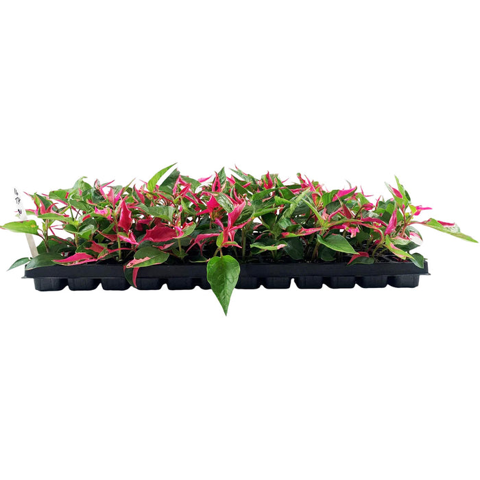 Alternanthera (Party Time)-Starter Plant/4" or 6" Grower Pot