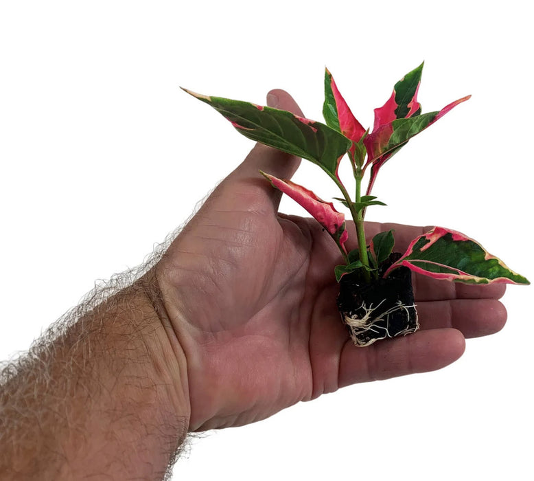 Alternanthera (Party Time)-Starter Plant/4" or 6" Grower Pot