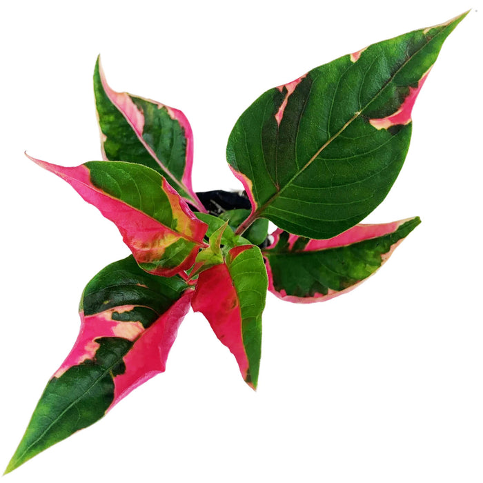 Alternanthera (Party Time)-Starter Plant/4" or 6" Grower Pot