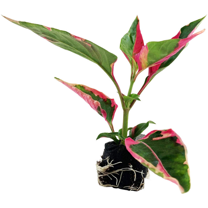 Alternanthera (Party Time)-Starter Plant/4" or 6" Grower Pot