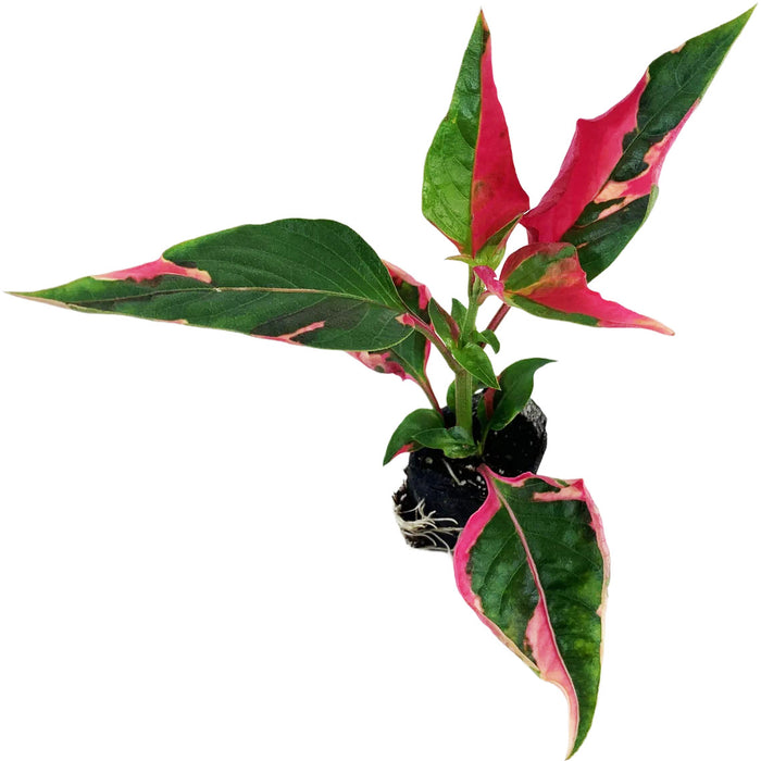 Alternanthera (Party Time)-Starter Plant/4" or 6" Grower Pot