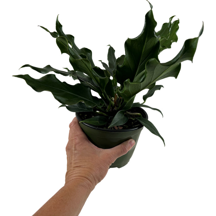 Anthurium Plowmanni Starter Plant or 4" Grower Pot
