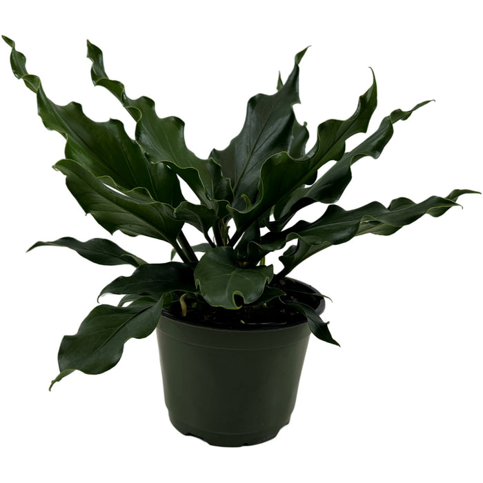 Anthurium Plowmanni Starter Plant or 4" Grower Pot