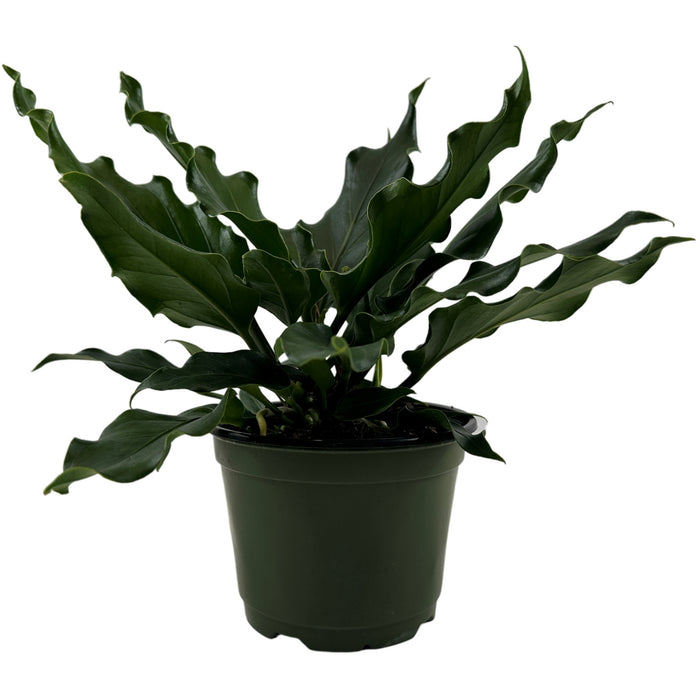 Anthurium Plowmanni Starter Plant or 4" Grower Pot