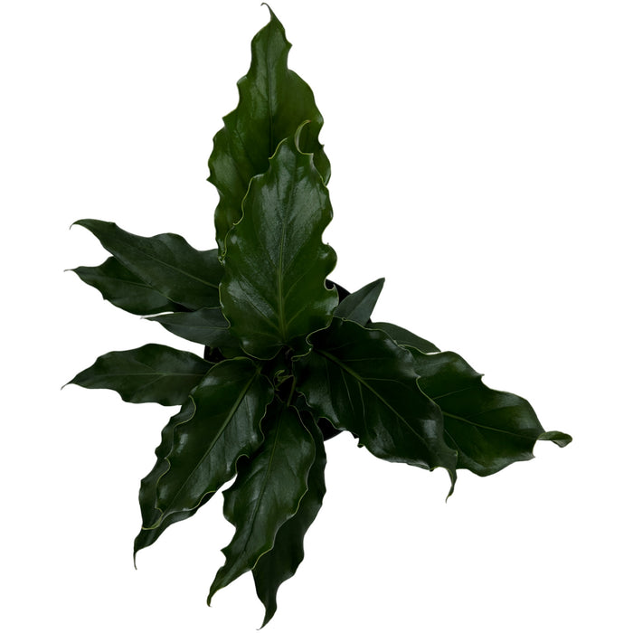 Anthurium Plowmanni Starter Plant or 4" Grower Pot