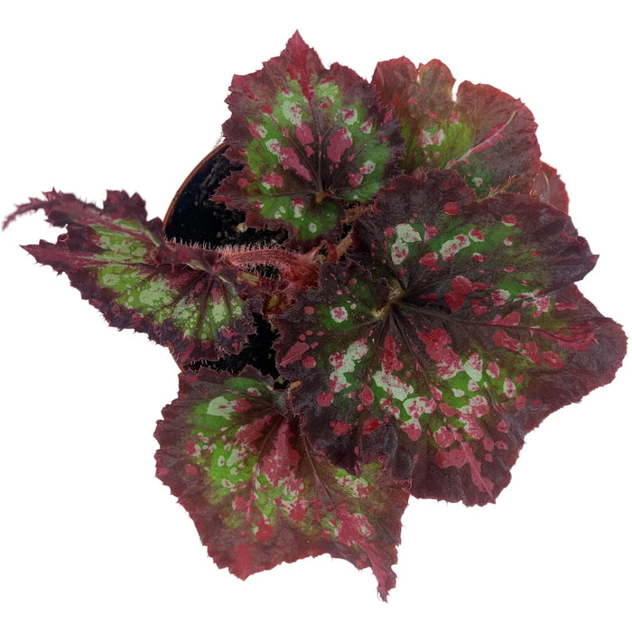 Harmony Begonia Mardi Gras 4" Grower Pot