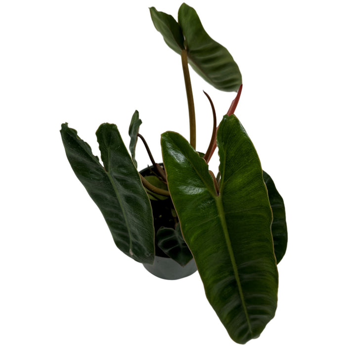 Philodendron Billietiae Starter Plant or 4" Grower Pot